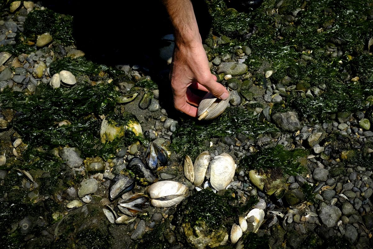 “Here’s some death,” says Eric Sparkman, a Shellfish Biologist with the Squaxin Island Tribe’s Natural Resources Department, as he shows a clam that was cooked to death during an abnormal heatwave on Friday at a beach on Hammersley Inlet near Shelton, Wash.  (Tyler Tjomsland/The Spokesman-Review)