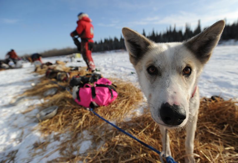 Jason Barron puts coats on his team after arriving at the Nikolai, Alaska, checkpoint, while his sled dog Classic checks out the scene on  Tuesday, Feb. 9, 2010, during the Iditarod Trail Sled Dog Race. (Bob Hallinen / Anchorage Daily News)