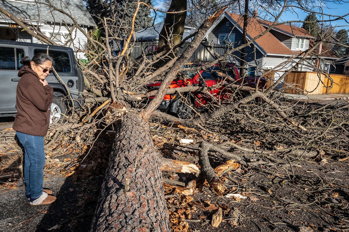 Theresa Elisoff examines the damage to her vehicles parked in front of her house after a dead tree in Grant Park fell across the 1700 block of 9th Avenue around 9:30 a.m. Wednesday, Dec 18, 2024. “I was on the phone with my husband and was telling him that I worried about trees falling in the wind storm, “said Elisoff. “About 15 seconds after I said that, I heard a loud crash.” The ponderosa pine struck and damaged her new Ford Ranger pickup truck. The tree also took down power lines, which Avista worked to restore power in the afternoon.  (COLIN MULVANY)