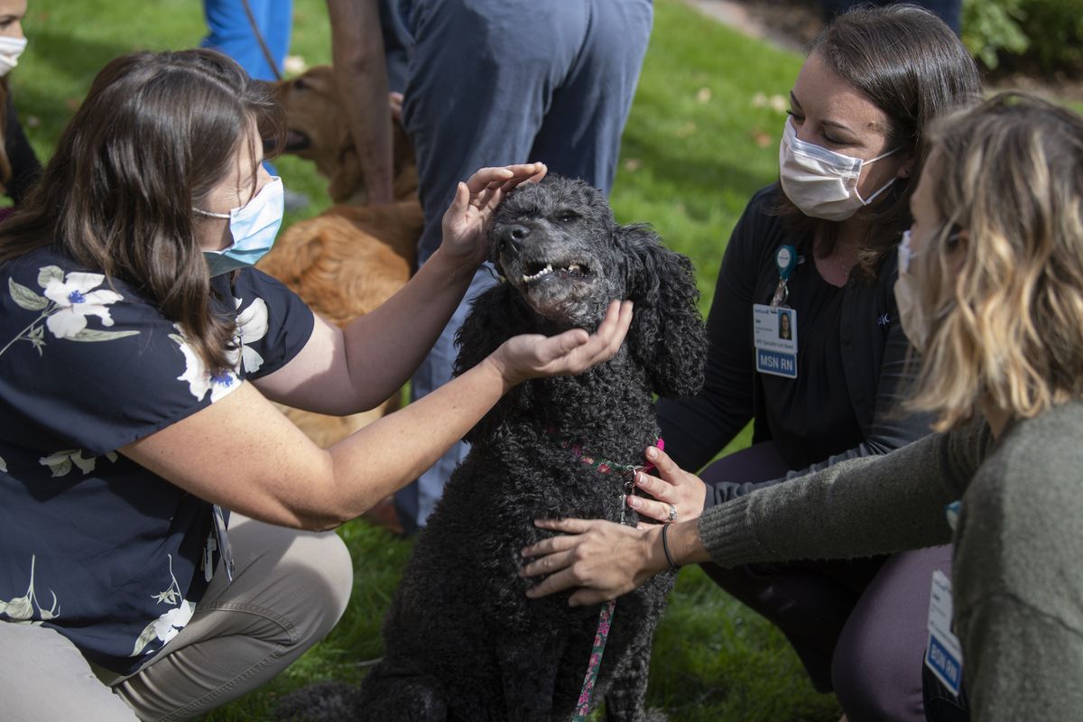 Olive, a 3-year-old standard poodle, twists around to receive maximum affection from, left to right, nurse educators Dunja Mayer-Giroux, Jen Cantrell and Juliet Storm on the lawn outside Multicare Deaconess Hospital on Tuesday. Olive visited Deaconess to provide some pet therapy for health care workers.  (Jesse Tinsley/The Spokesman-Review)