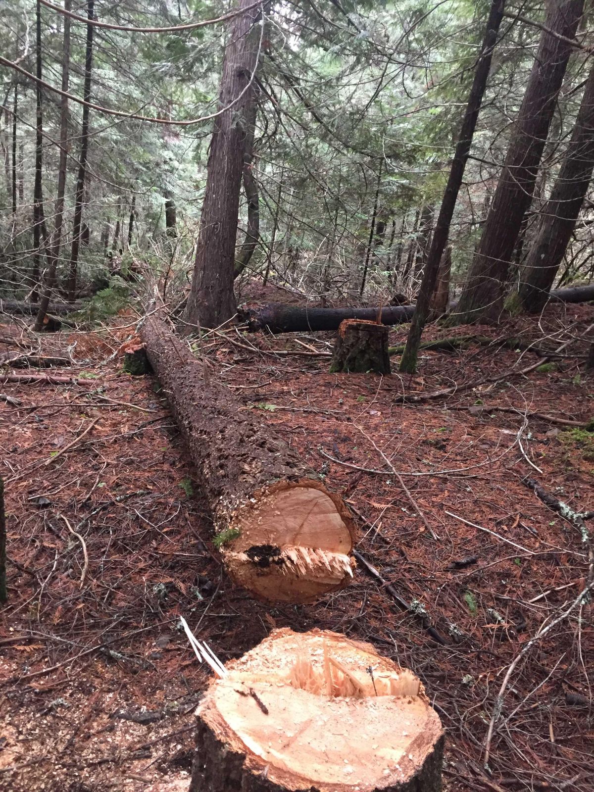 About $5,000 worth of timber was illegally harvested near Pinehurst, Idaho, according to the Bureau of Land Management. (Photo courtesy of the Bureau of Land Management.)