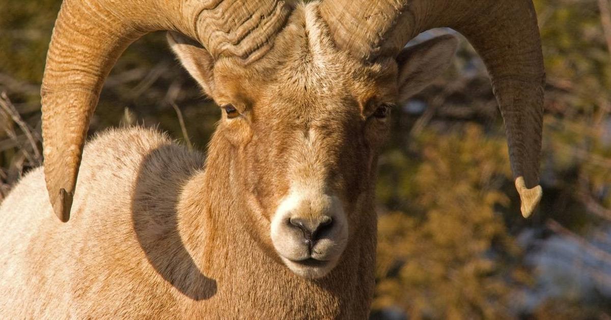 Newly identified genetic groups of bighorn sheep could aid Idaho management