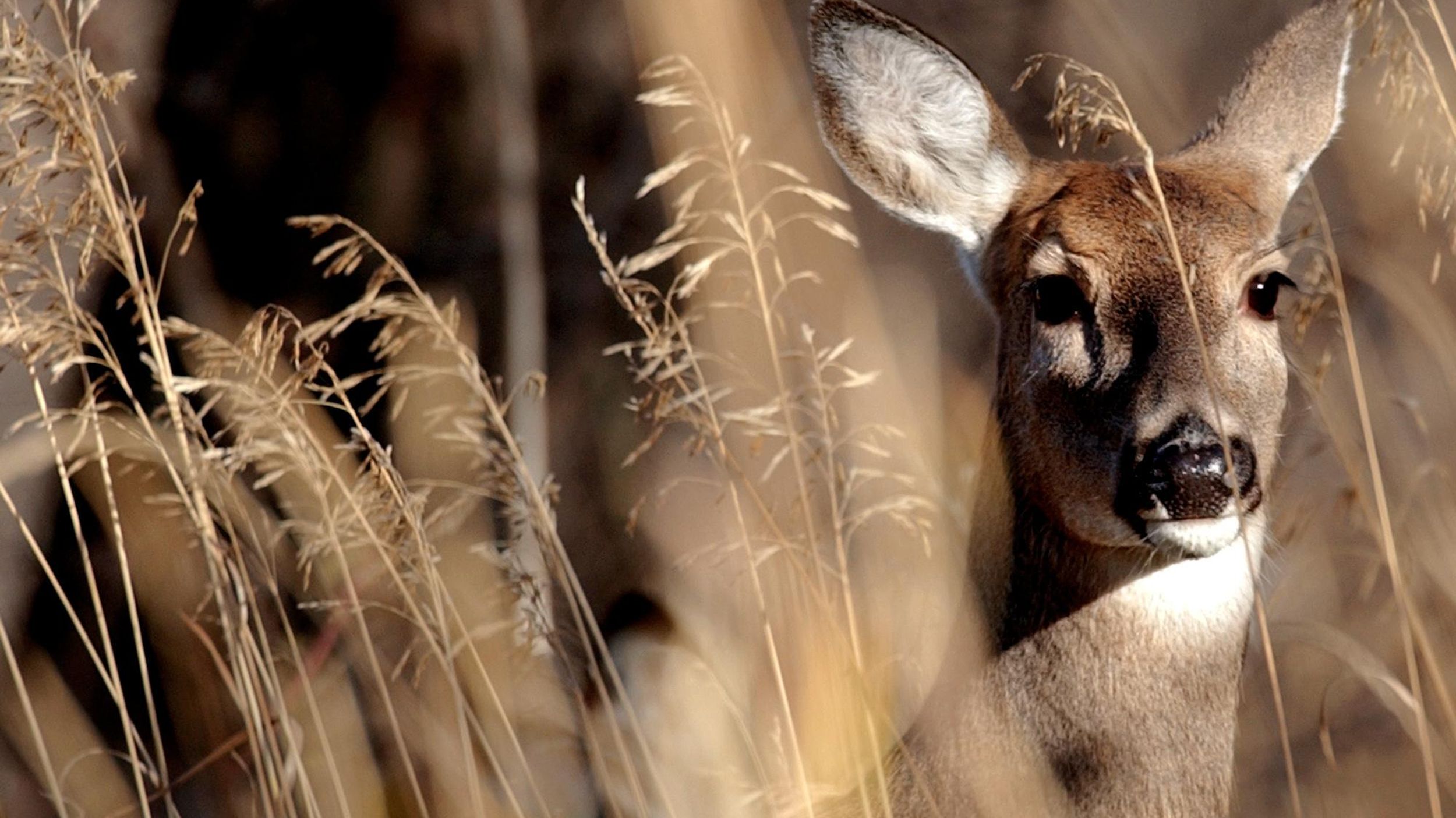 Common Whitetail Diseases