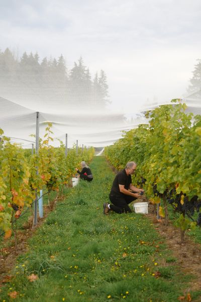 Paul Troop, the founder of Vivezza winery, works in the vineyard last October on Salt Spring Island in British Columbia. Troop said the island’s unique weather patterns, with warm winters and long, dry summers, “result in slow ripening” and “wines with pronounced fruit flavors and aromas with balancing acids.”  (New York Times)