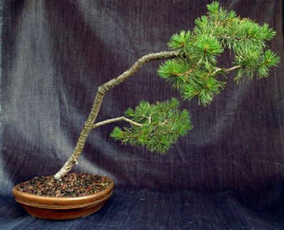 
There is a Bonsai Society meeting on Sunday at 3 p.m. at Manito Park Garden Center.
 (File/ / The Spokesman-Review)
