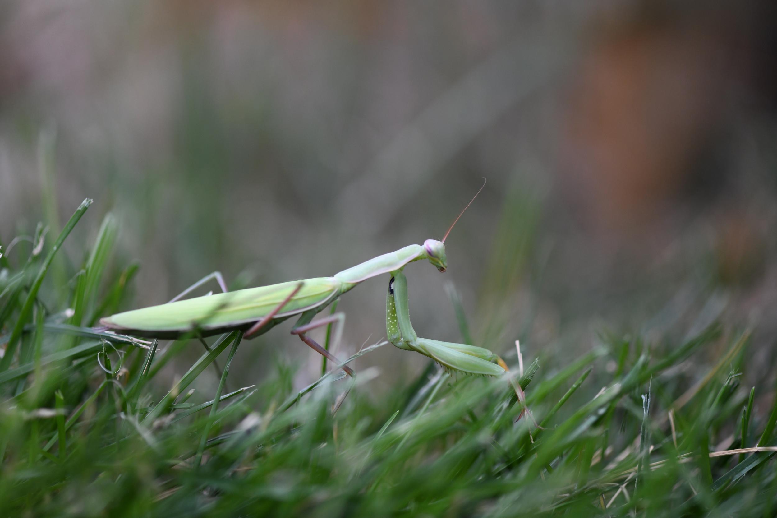 Reader Photo: Eat, pray ... mantis.