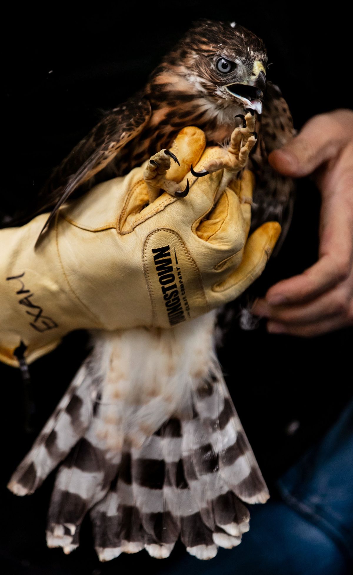 This fledgling Cooper’s hawk was treated at the PAWS Wildlife Center in Lynnwood, Washington, after it apparently jumped from its nest in a towering cedar tree in Seattle during last month’s heat wave. Animal rehabilitation centers across the region were flooded with dozens of ailing baby birds.  (Erika Schultz/The Seattle Times)