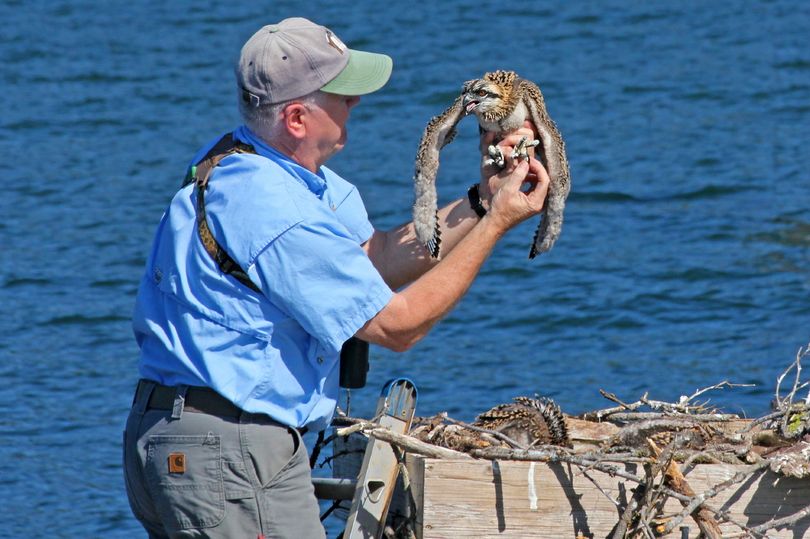 Osprey expert Wayne Melquist bands young osprey in nests along Lake Coeur d'Alene as the feature attraction for people aboard the annual osprey cruise boat trip. At least 100 osprey pairs nest each year in the Coeur d’Alene Lake region including the lower reaches of the St. Joe and Coeur d’Alene Rivers.
Adult osprey along with their young of the year begin their annual migration in mid-September. The bands Melquist attaches have helped researchers document their travel all the way to Baja California, Central America and many all the way to South America. The adults return in late winter/early spring to the area where they originally hatched. (Carlene Hardt)