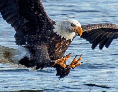 Jerry Rolwes took this photo of a bald eagle diving toward Lake Coeur d’Alene on Nov. 30. Rolwes took the photo from the north shore drive before the last boat ramp. (COURTESY of Jerry Rolwes)