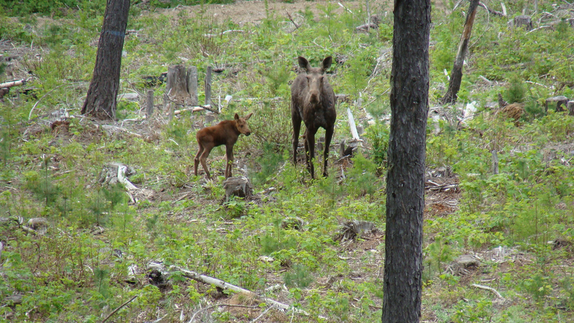 A cow moose with her newborn calf near Twin Lakes on May 25, 2014. (Edward Cairns)