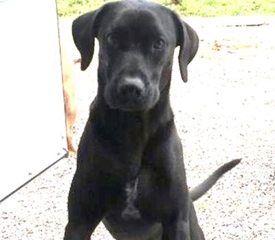 Craig Jones posted this photo of his black Labrador, Arfee, on his Facebook page. The dog was shot by a police officer in Coeur d’Alene.