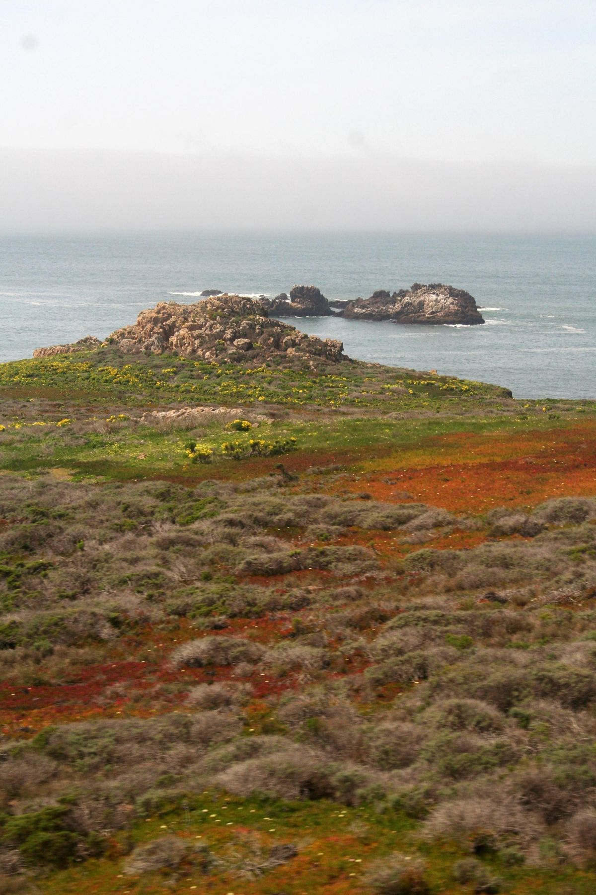 Fields of yellow and orange wildflowers give way to remote ocean cliffs on the Coast Starlight’s journey along California’s central coast. (Photos by Laura Randall/For The Washington Post)