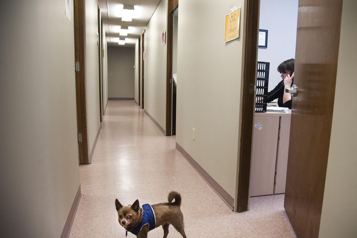 Community Living Connections information and referral associate, Genevieve Lecou, assist a client by telephone, Feb. 24, 2016, in Spokane, Wash., as George the dog wanders the halls of the office in the Garden Center. (Dan Pelle / The Spokesman-Review)