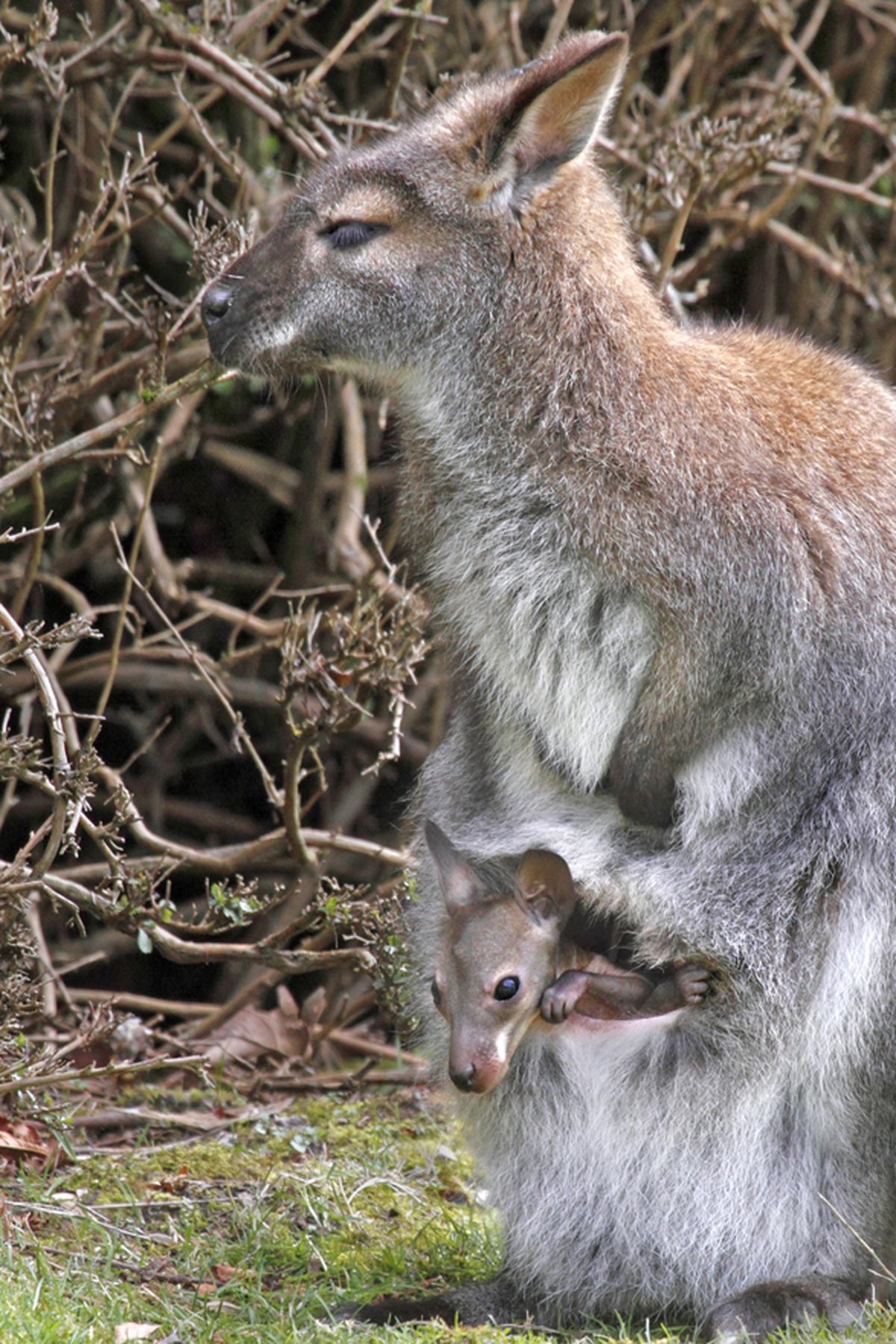 In a Wednesday, March 28, 2012 photo provided by the Woodland Park Zoo, a 5-month-old wallaby joey at Woodland Park Zoo peeks out of its mother