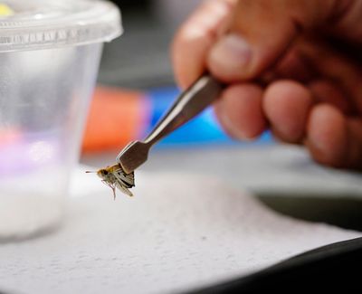 Cale Nordmeyer, butterfly conservation specialist at the Minnesota Zoo, uses tweezers to move a Poweshiek skipperling butterfly after giving it a unique dot pattern with a marker before release in a wetland this past summer in central Michigan.  (David Joles/Minneapolis Star Tribune/TNS)