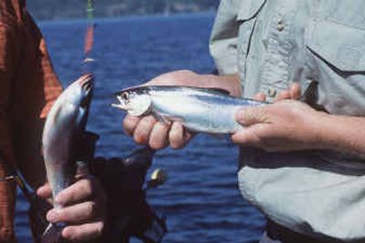 
Kokanee fishing at Lake Coeur d'Alene is peaking this season in terms of size and numbers. The 11- to 12-inchers such as those shown here will grow another two inches by fall.
 (Rich Landers / The Spokesman-Review)