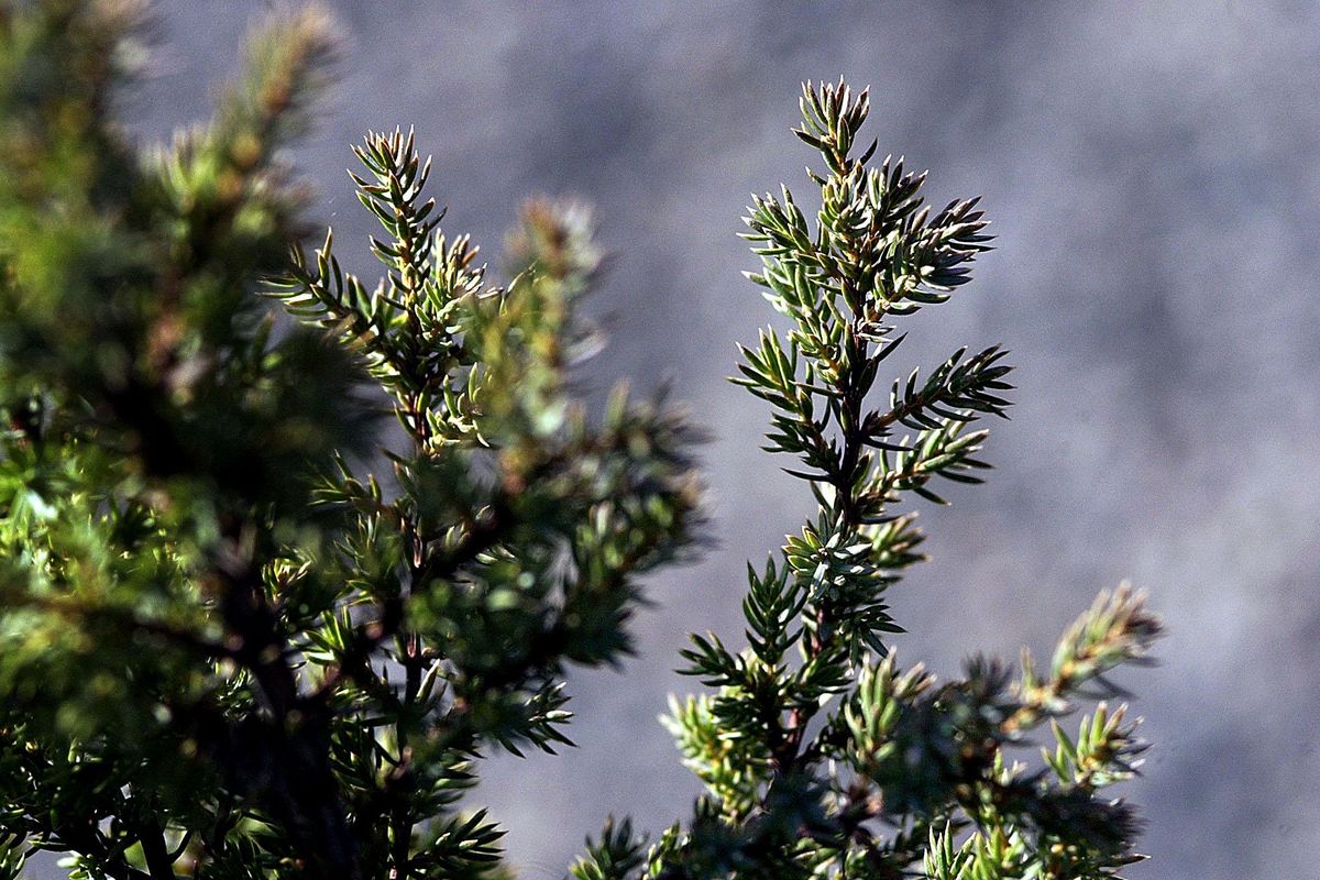 A Juniper like this Communis Compressa, shown Nov. 9, 2006, has beautiful foliage and will do well in a container over several years. (Brian Plonka / The Spokesman-Review)
