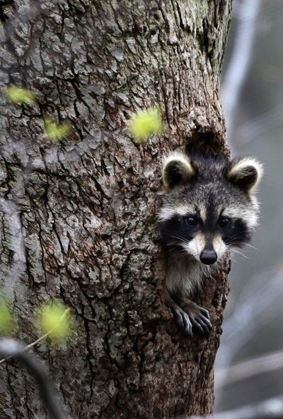 A raccoon peers out from a hole in a tree in a ravine in Moreland Hills, Ohio on Wednesday, April 29, 2009. (Amy Sancetta / Associated Press)