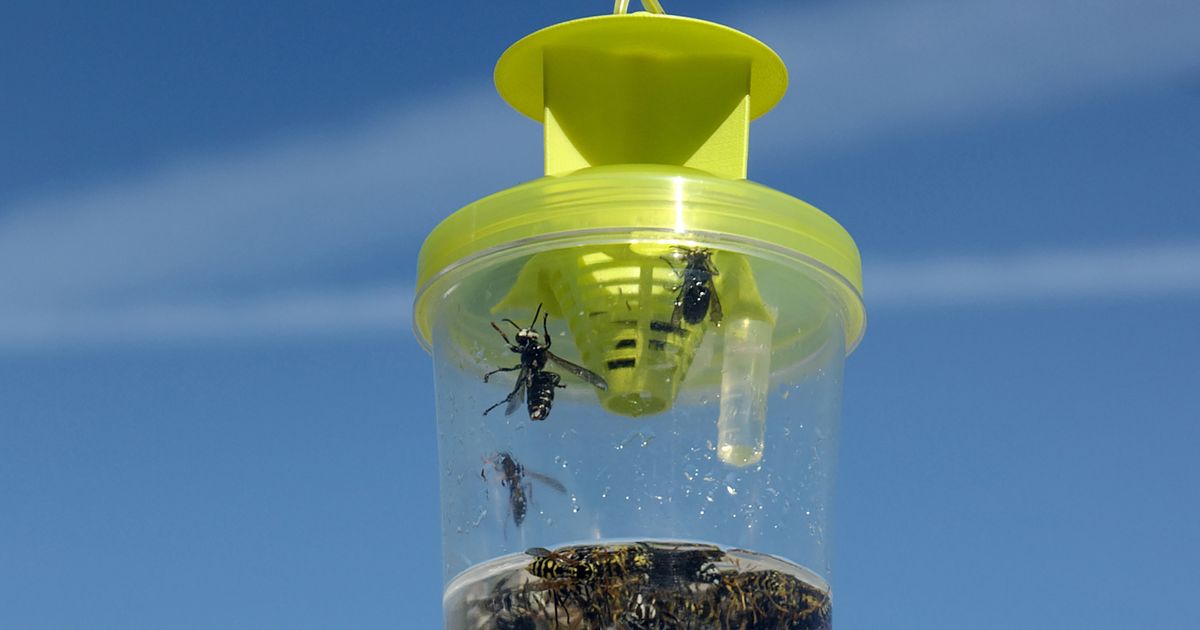 Company says it’s built a better bug trap | The Spokesman-Review