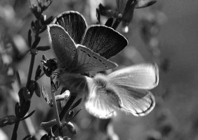 
A male wild Palos Verdes blue butterfly, right, flutters around with a female in the shrub-covered hills surrounding the Los Angeles lab of biologist Jana Johnson. 
 (Bob Chamberlin Los Angeles Times / The Spokesman-Review)