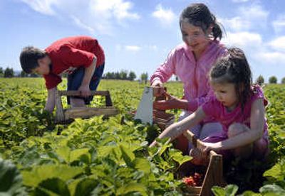 
Twelve-year-old  Irina Ivakhnenko, center, and her sister Veronika, 7, pick strawberries with their 11-year-old brother, Dmitriy,  at Siemers Farm at Green Bluff on Tuesday. Strawberries are ripe and ready for picking at several Green Bluff businesses.
 (Holly Pickett / The Spokesman-Review)