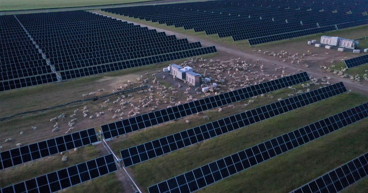 Solar power and farming can co-exist on the same land. Just ask Cameron Krebs’ sheep