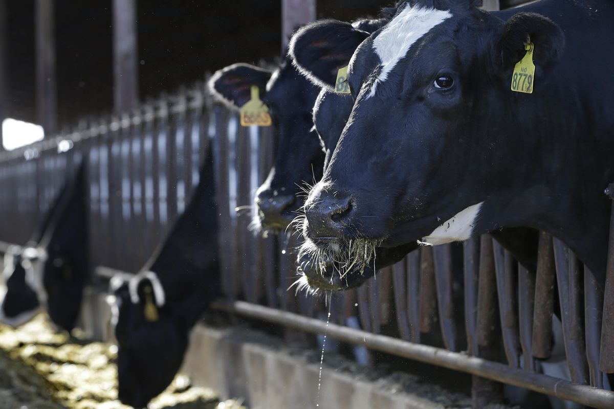 In this Wednesday, Nov. 23, 2016, photo, a cows are seen feeding at the New Hope Dairy in Galt, Calif. (Rich Pedroncelli / Associated Press)