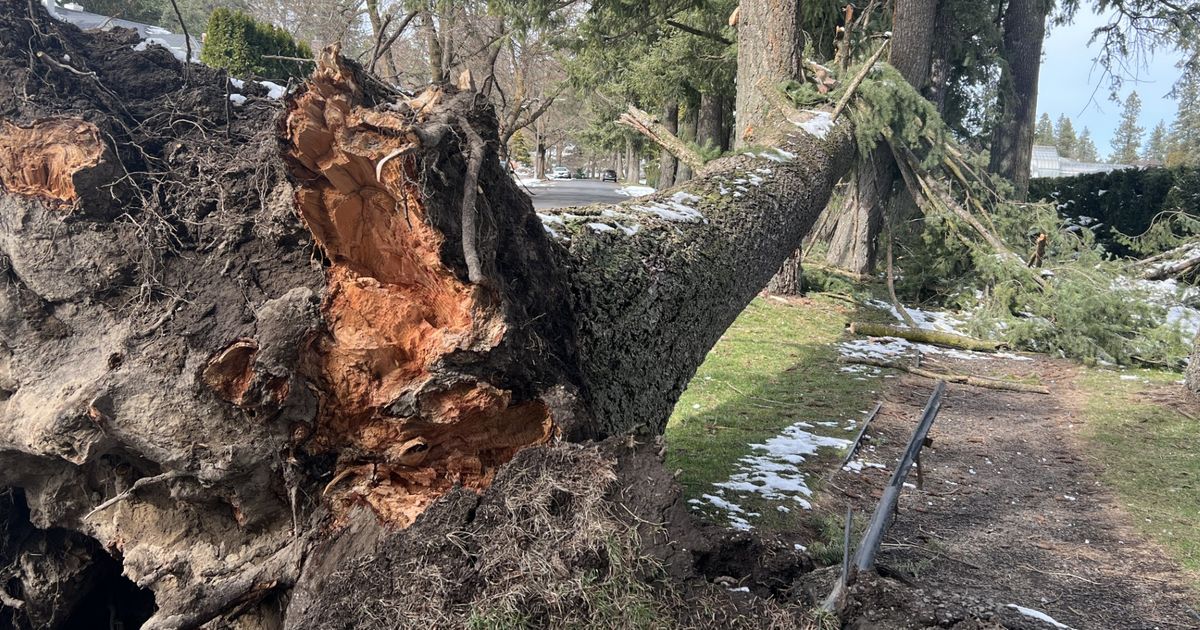 All power restored to Avista customers in Spokane following windstorm