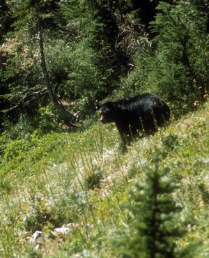 Black bears are common but not troublesome in the Olympics along High Divide.