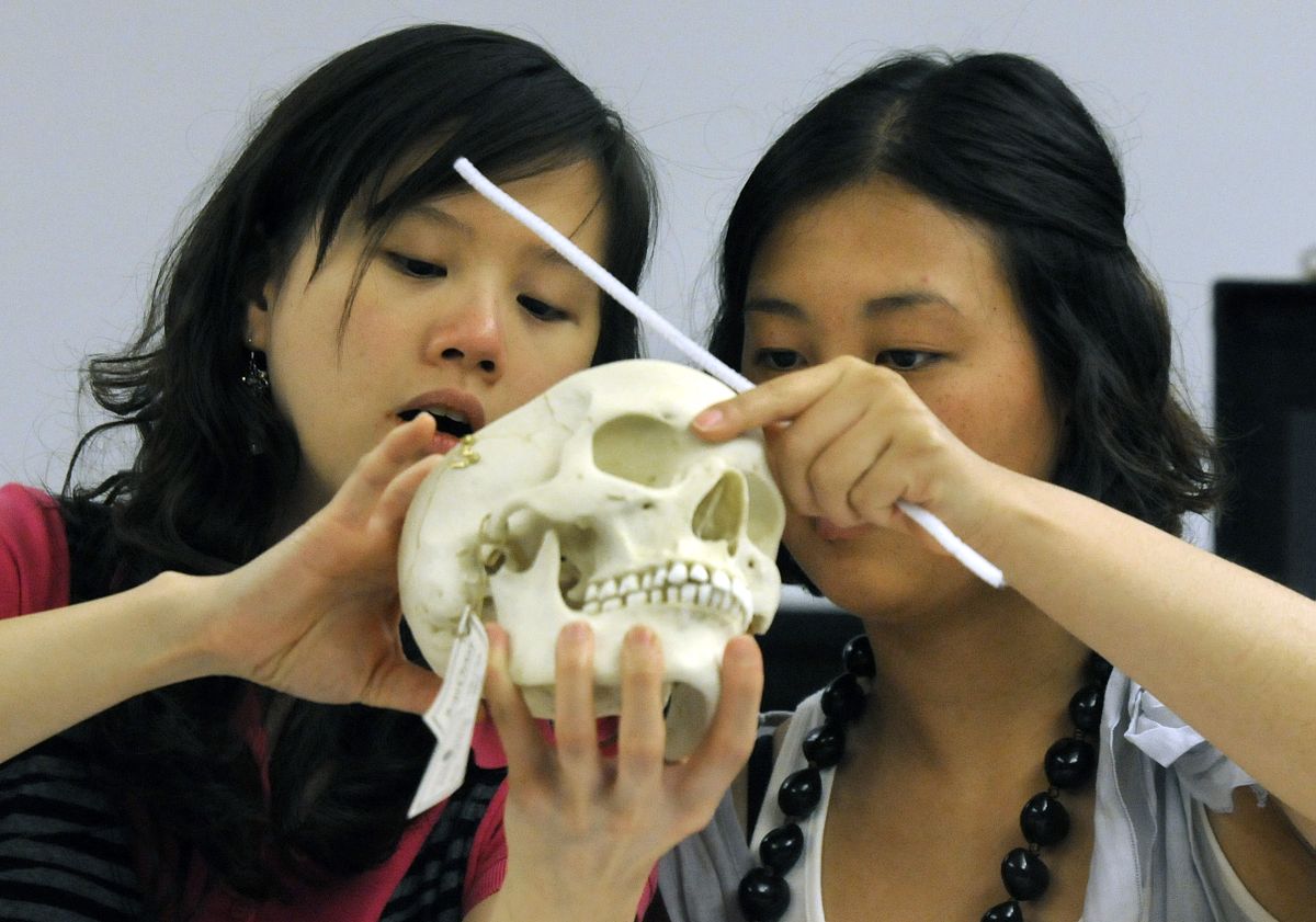 From left, Annie Chen, 21, of Seattle, and Carol Yang, 23, of Gig Harbor, Wash., examine a replica of a human skull during an anatomy class last week at the Riverpoint campus.  (Photos by Dan Pelle / The Spokesman-Review)
