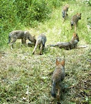 Wolf pups from the Methow Valley Lookout Pack were caught on a motion-activated camera in 2009. (Conservation Northwest)