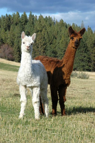 Two alpaca from SuperSuri Alpaca farm at Green Bluff take a break from grazing. Alpaca fiber is soft, insulating and breathable, and the animals tread lightly on the earth. (Nancy Walker, SuperSuri Alpaca)