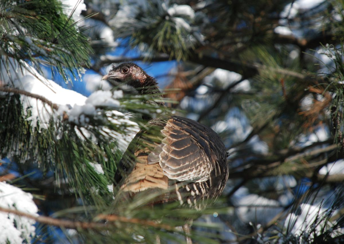 A wild turkey hen warms up in a ponderosa pine tree in the Spokane Valley. (Rich Landers / The Spokesman-Review)