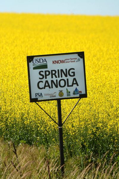 This June 23 photo shows canola fields in Ferdinand, Idaho. Signs have sprouted up identifying various crops that are growing in Idaho and Lewis counties. (Barry Kough/Lewiston Tribune / Barry Kough Lewiston Tribune)