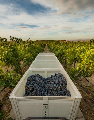 Sagemoor Vineyard, overlooking the Columbia River downstream from the Wahluke Slope, is one of Washington’s top sites for petit verdot. (Richard Duval / Richard Duval Images)