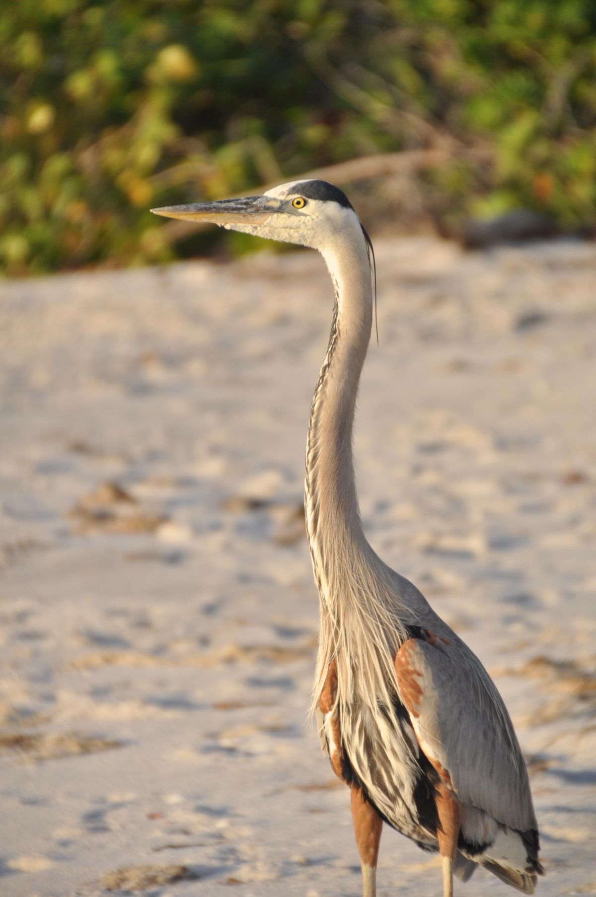 A heron faces out toward the Gulf of Mexico. (Megan Caves)
