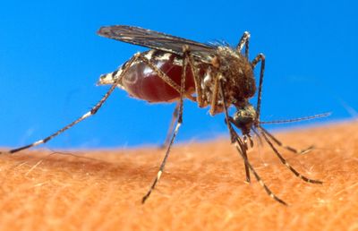 An aedes aegypti mosquito is shown on human skin.  (Associated Press / The Spokesman-Review)