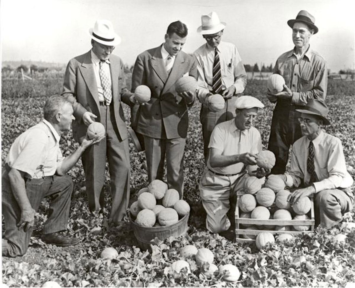 Courtesy of the Northwest Room of the Spokane Public Library The Spokane Valley was famous for Hearts of Gold cantaloupe. The cantaloupe was sweet, and so popular, that there was a festival held each year in honor of the delicious fruit. It is unknown when or where this picture was taken. The fourth man standing from the left is Harry Nelson, founder of the Valley Herald and the Spokane Valley Chamber of Commerce. The man kneeling, on the far right, is Sidney Smith. A mural-size photograph is part of the new exhibit at the Spokane Valley Heritage Museum. (Courtesy of the Northwest Room of the Spokane Public Library / The Spokesman-Review)