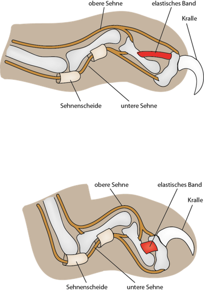 A ligament holds the claw back. When a cat wants to use its claws, it flexes muscles that stretch the ligament. It’s like using your muscles to stretch a rubber band.  (Creative Commons)