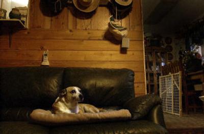 
Jake relaxes in his Post Falls home atop his perch in the family room. Keeping pets' living space clean can help minimize the chances of their human friends having an allergic reaction. 
 (BRIAN PLONKA / The Spokesman- Review / The Spokesman-Review)
