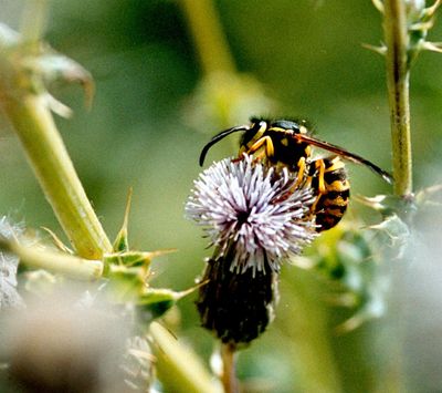 Yellow jackets have not been as much of a nuisance to area residents this year. (File)