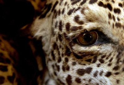 
This leopard skin, which is 57 inches long and 52 inches wide, is priced on request at Cisco's. 
 (Kathy Plonka / The Spokesman-Review)