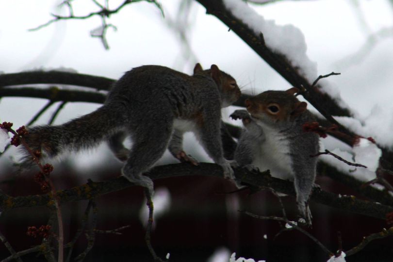 Kerrie Thoreson's squirrels