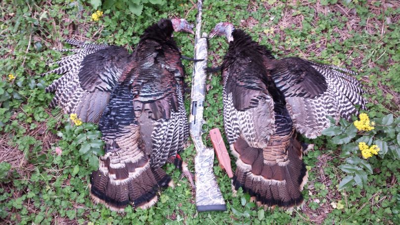 Two wild turkey toms bagged on opening morning of Washington's spring gobbler season. (Rich Landers)