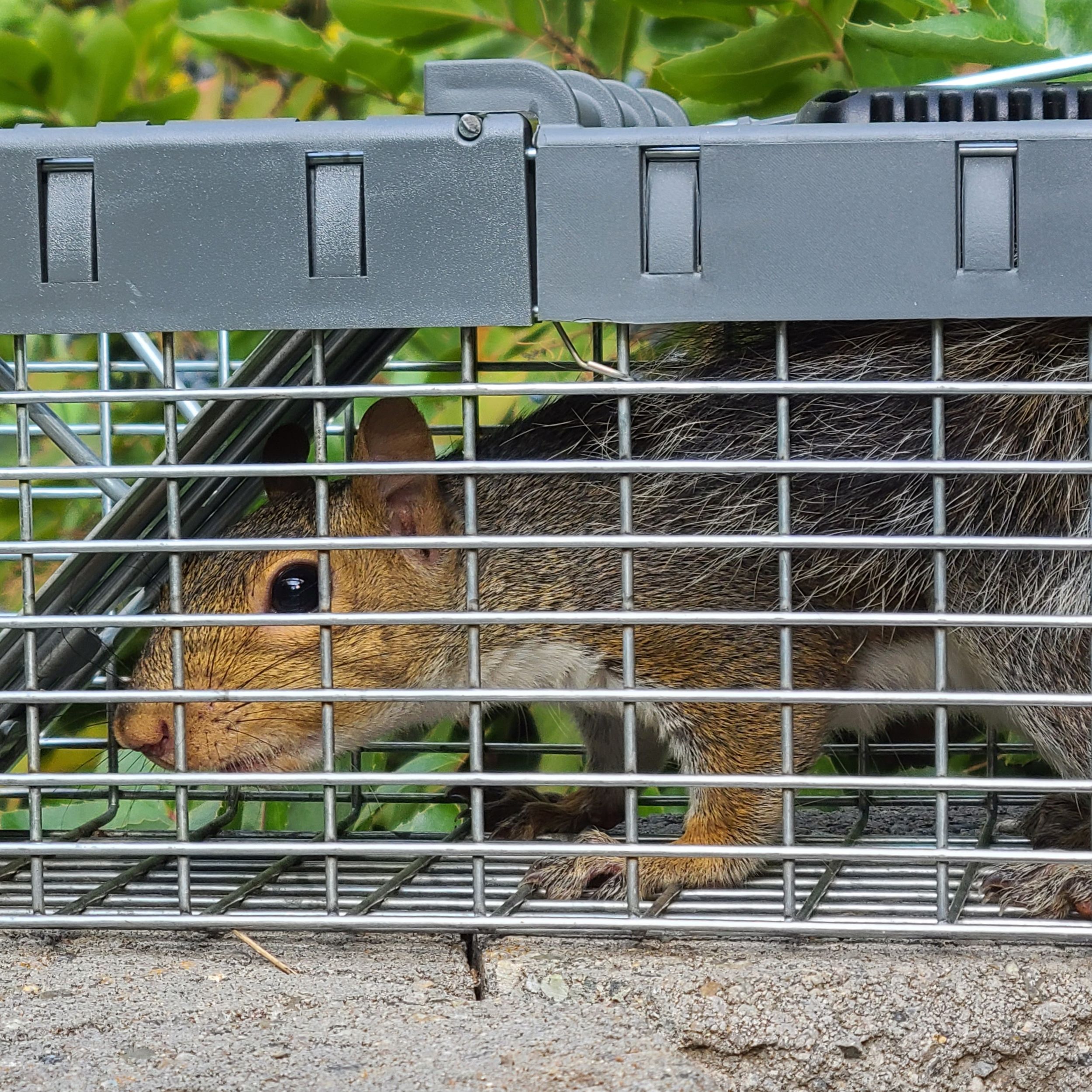 Camera Trap Codger: Carnivorous squirrel