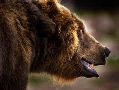 Conservationists seek to have grizzlies listed as endangered in a lawsuit filed Friday.
(File/ / The Spokesman-Review)