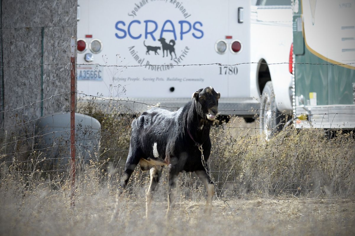 A goat waits for processing Friday by SCRAPS officers at a rural home in north Spokane County. (Jesse Tinsley)