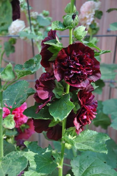 Hollyhocks are one the most impressive flowers of the mid-summer garden and one of the few that produces dark red to black flowers. Their six-foot tall flower spikes add a bold look to a garden bed. Be aware, they are deer candy.  (Pat Munts/For The Spokesman-Review)
