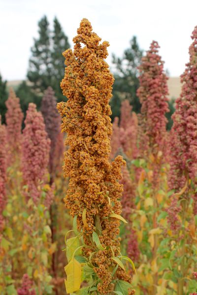 Ian Clark, an Albion farmer, planted 10 acres of quinoa in 2013. The Palouse has the potential to be a great region for growing the grain.