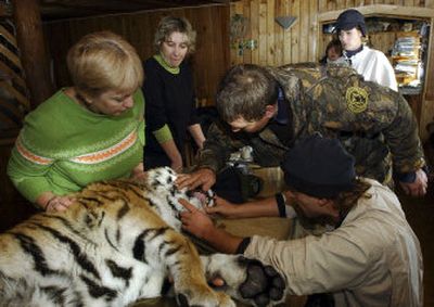 
  Volya is examined Monday at the Wild Animals Rehabilitation Center at the Sikhote-Alin Nature Monument in Russia. 
 (Associated Press / The Spokesman-Review)